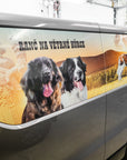 Car window wrap
