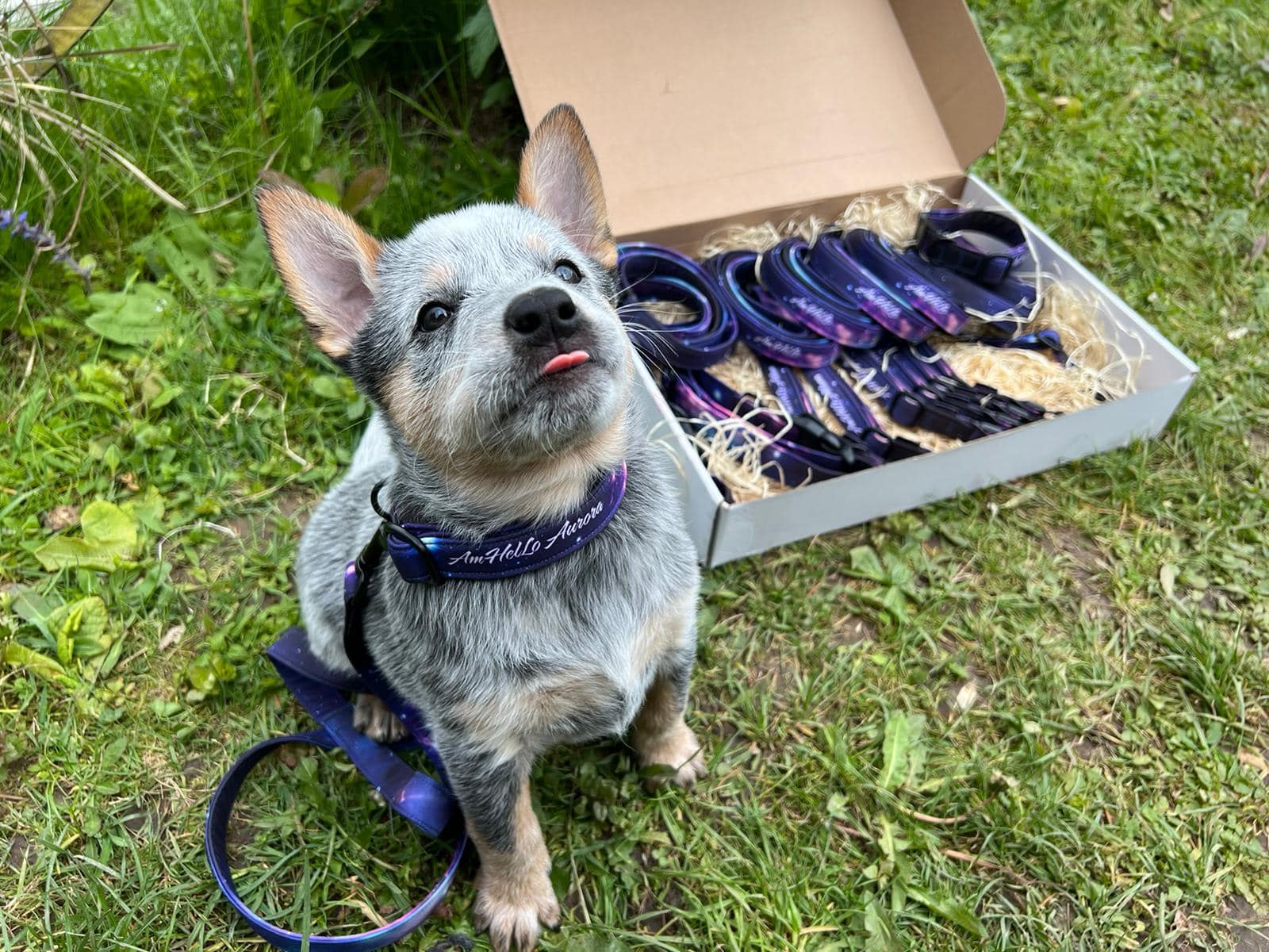 Collars for puppies - set